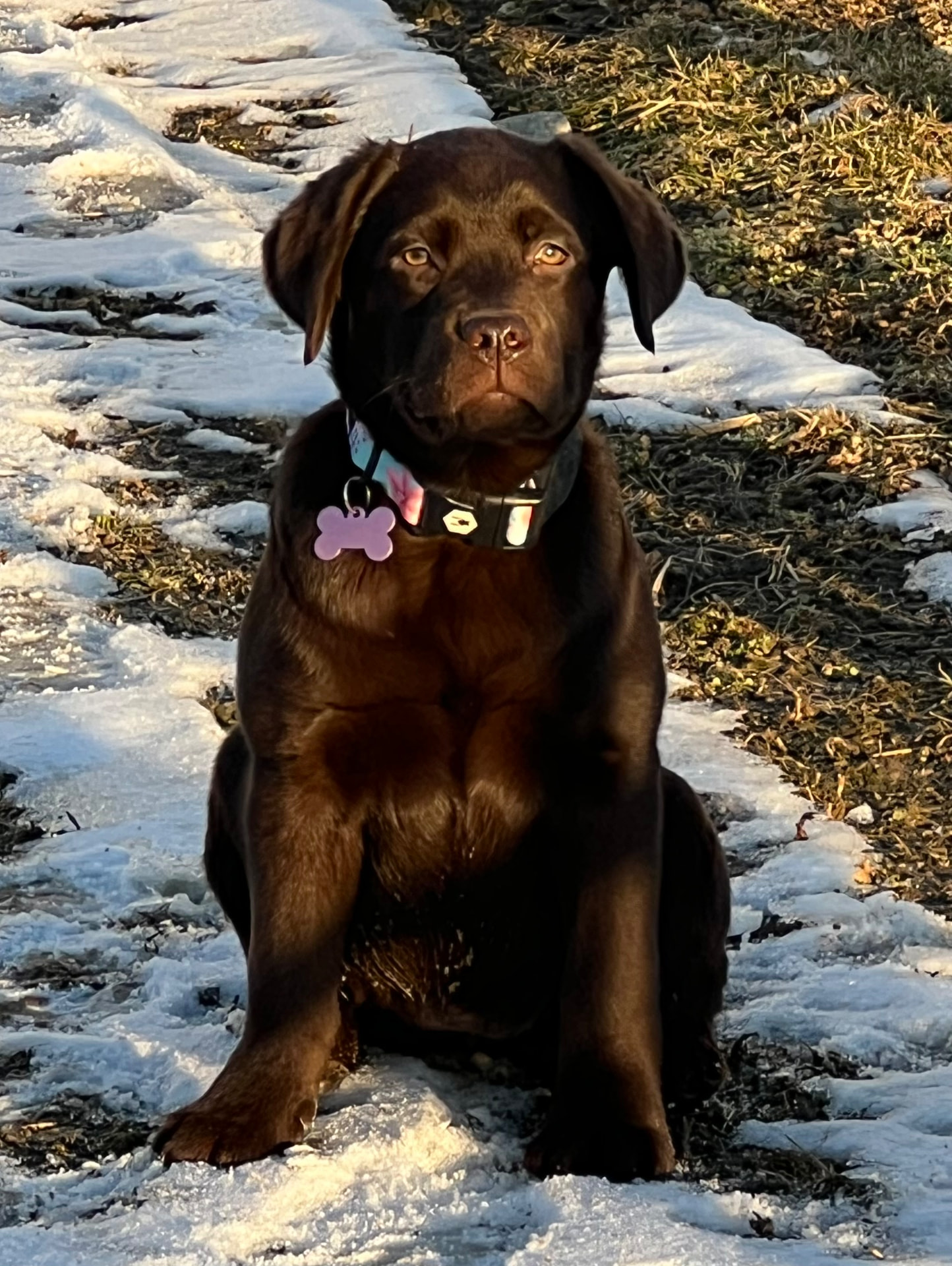 Jovie