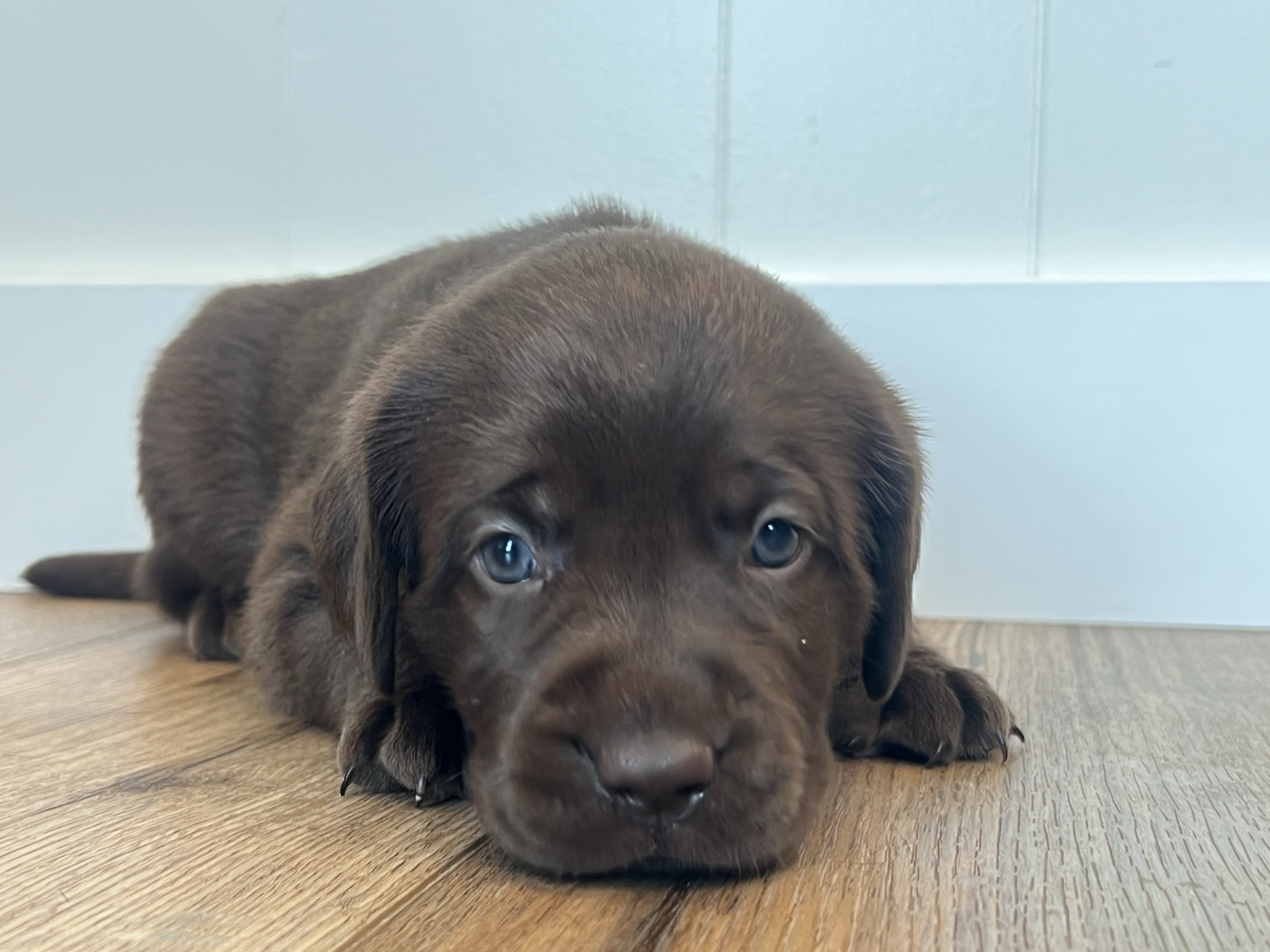 Hershey — Chocolate female