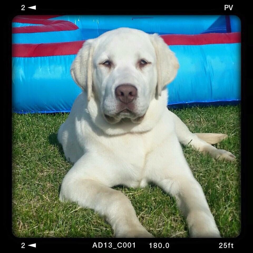 Colt