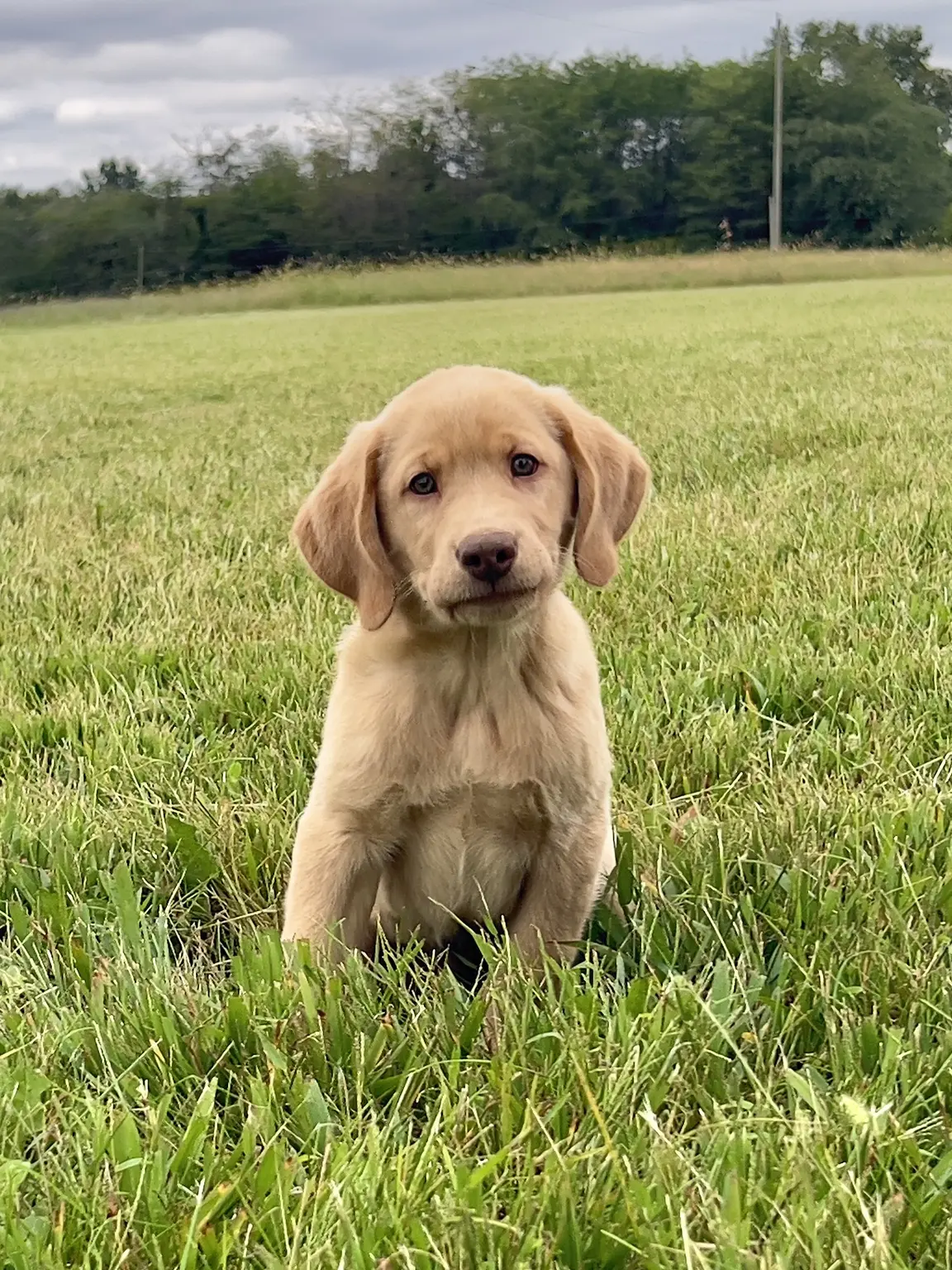 Graham — Yellow male