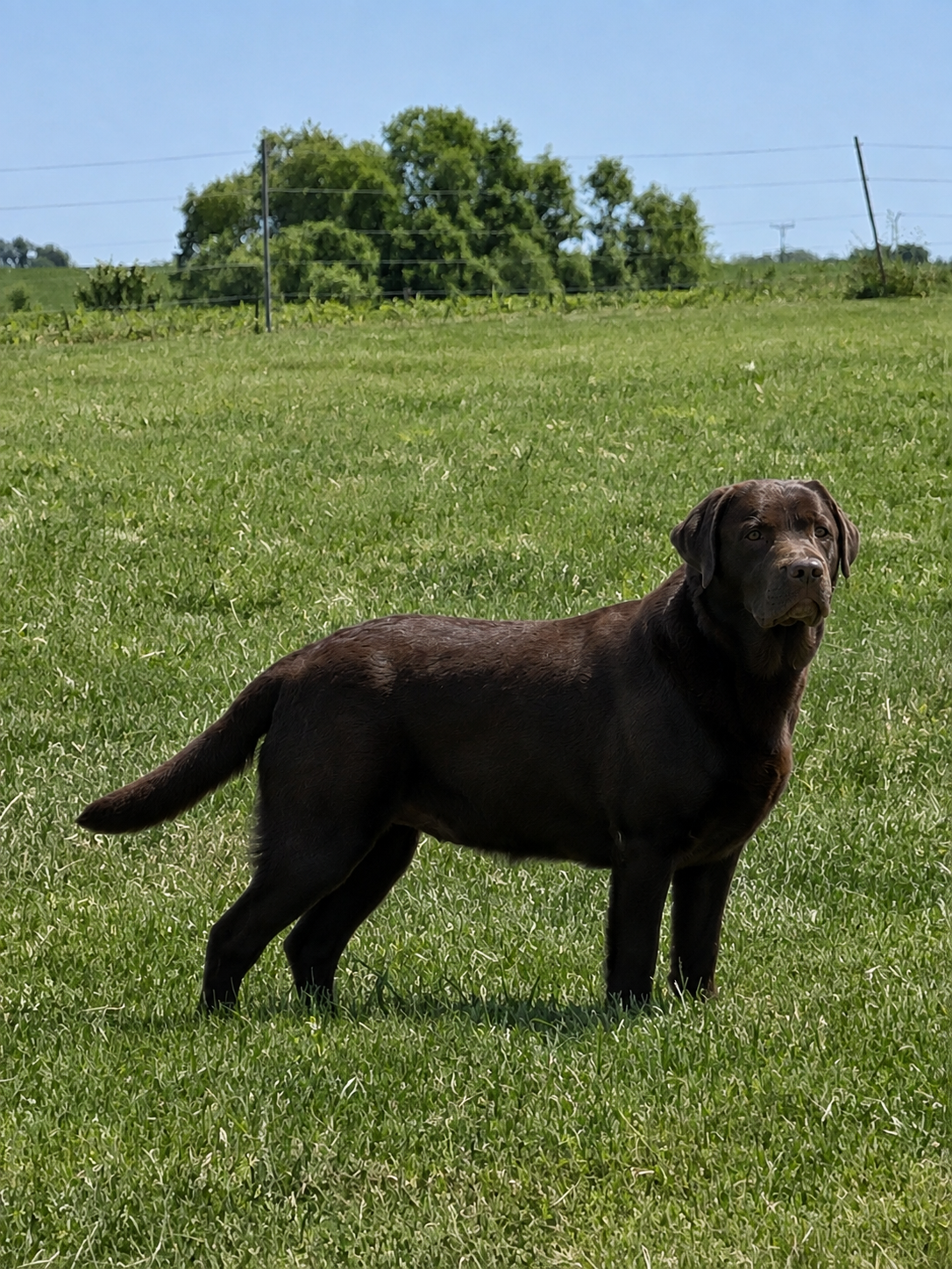 Lady Mavis